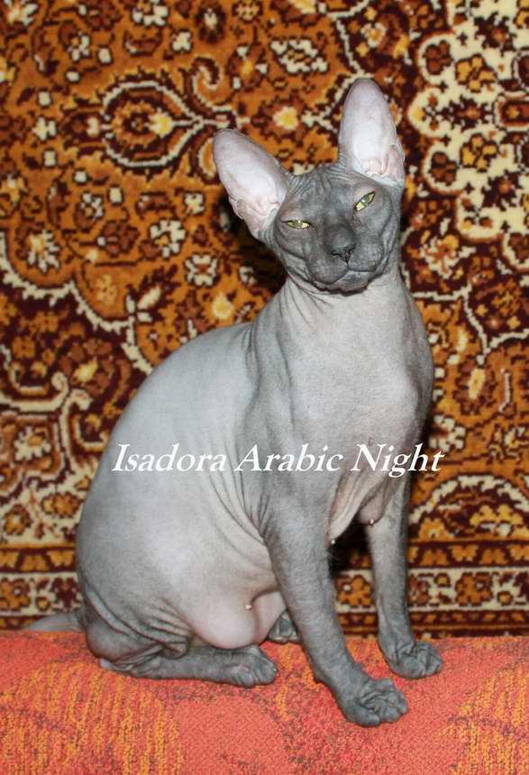 Isadora Arabic Night DSX, n, a -  