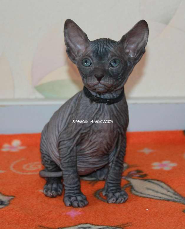 :   (Don Sphynx)