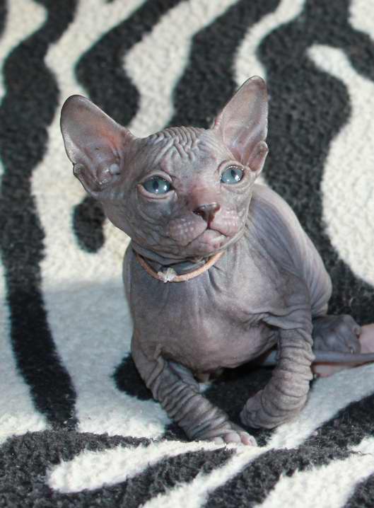 :   (Don Sphynx)