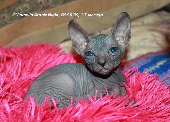   (Don Sphynx)