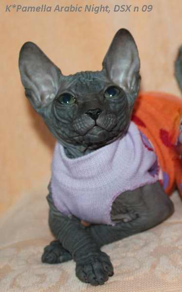 :   (Don Sphynx)